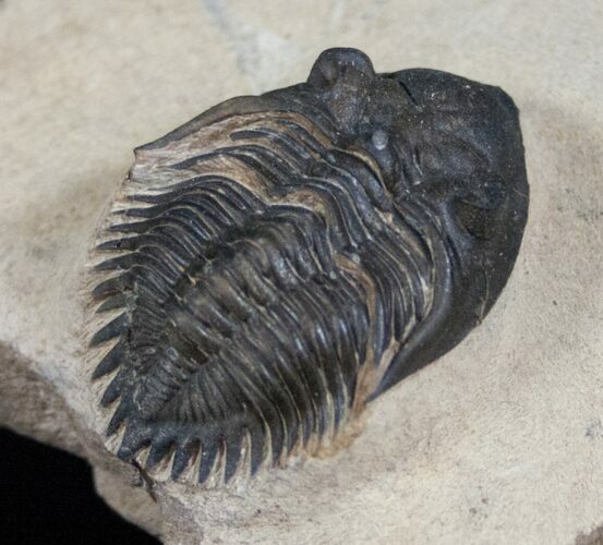 Bargain Metacanthina (Asteropyge) Trilobite - #13743